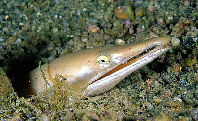 Ophisurus serpens (Serpente di mare)